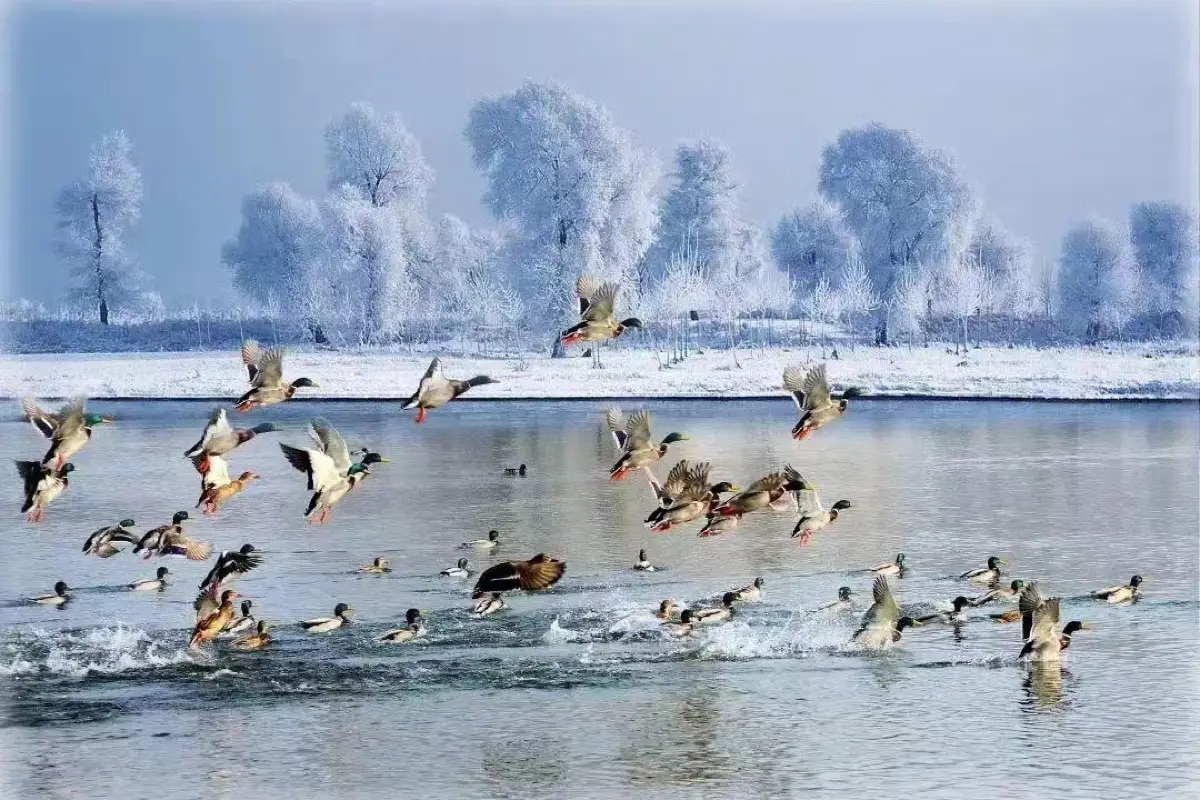 【金途天下】哈爾濱霧淞雪鄉 8天直航纯玩